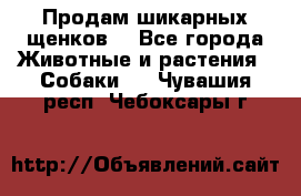 Продам шикарных щенков  - Все города Животные и растения » Собаки   . Чувашия респ.,Чебоксары г.